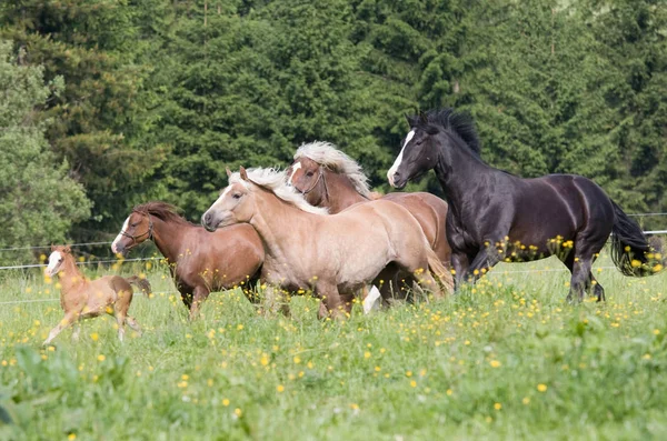 Herd Horses Running — Stock Photo, Image
