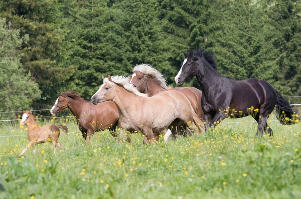 Troupeau Chevaux Courant — Photo