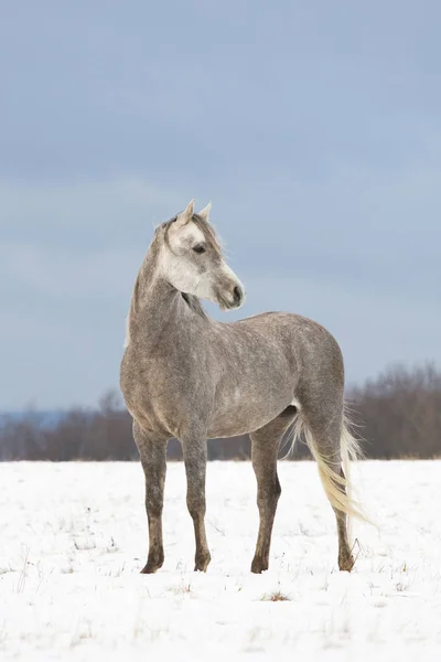 Portrait Nice Arabian Horse — Stock Photo, Image