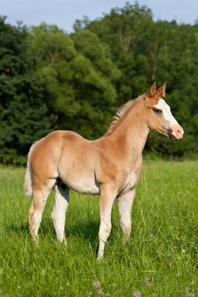 Retrato Belo Cavalo Americano Quarto — Fotografia de Stock