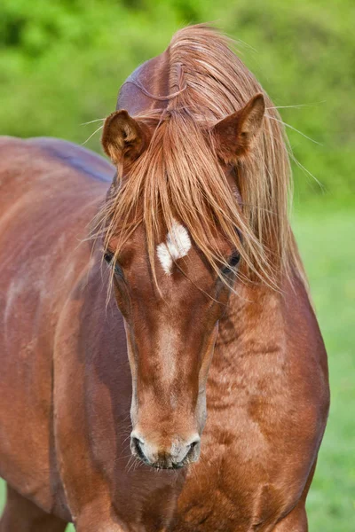 Portrait Nice Arabian Horse — Stock Photo, Image