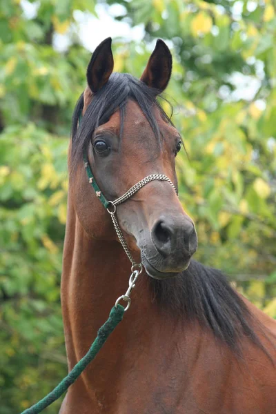 Porträtt Trevlig Arabiska Häst — Stockfoto