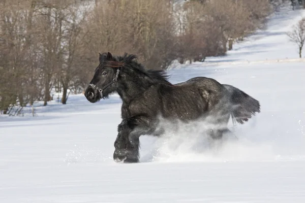 Nice Black Horse Running — Stock Photo, Image