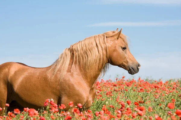 ケシ畑で美しい種牡馬の肖像画 — ストック写真