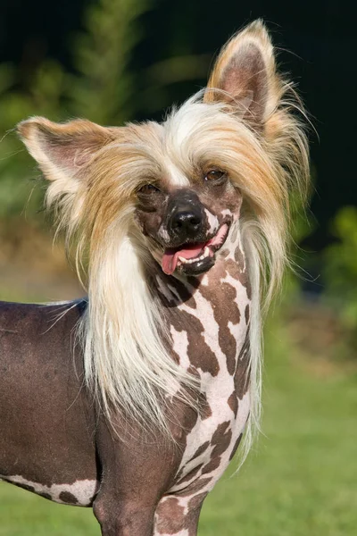 Porträtt Fina Kinesiska Nakenhund Hund — Stockfoto