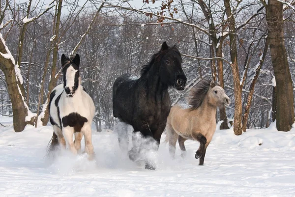 Drei Pferde Toben Der Natur — Stockfoto