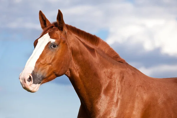 Portret Van Mooie Sorrel Paard — Stockfoto