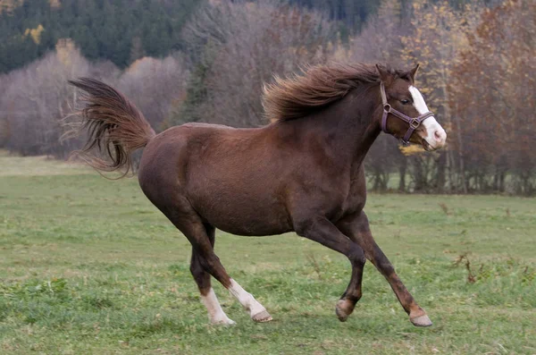 Hermoso Pony Corriendo Pasto —  Fotos de Stock