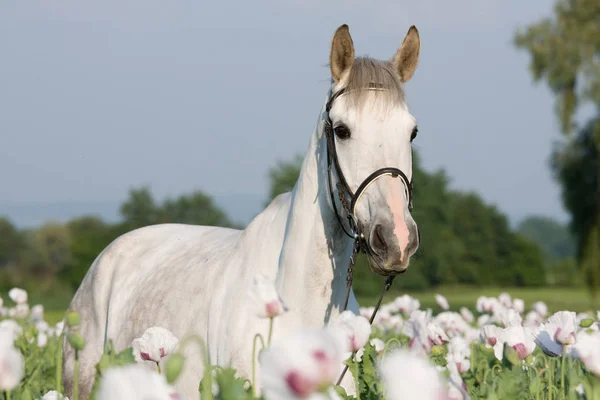 Portret Biały Koń Polu Mak — Zdjęcie stockowe