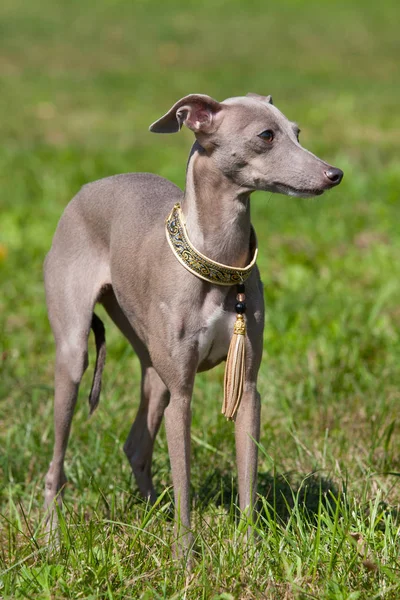 Portrait Nice Italian Greyhound — Stock Photo, Image