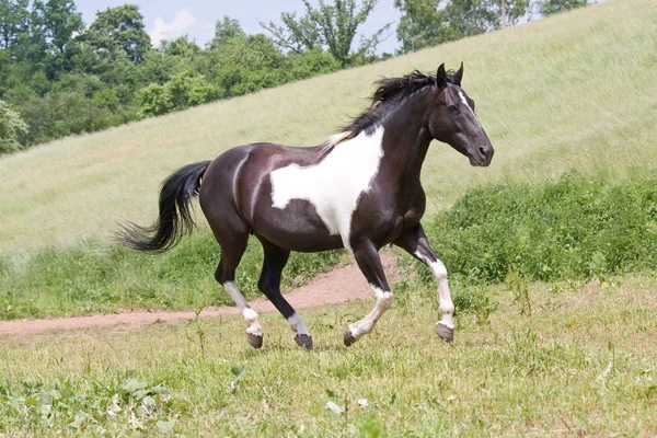 Bonito Caballo Pintura Corriendo —  Fotos de Stock