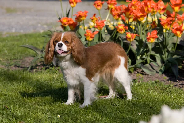 Porträtt Förtjusande Cavalier King Charles Spaniel — Stockfoto