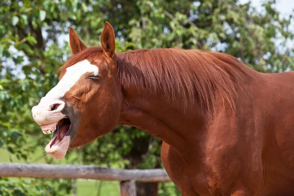 Portret Van Gapende Warmbloedige Paard — Stockfoto