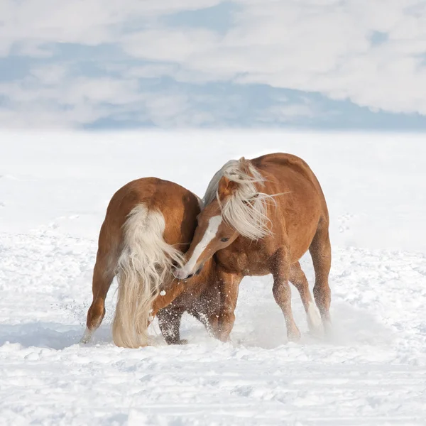 Dwa Konie Grając Snowy Łąka — Zdjęcie stockowe
