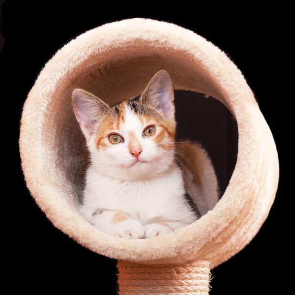 Симпатичная Молодая Тэбби Кошка Лежащая Когтях Черном Столбе — стоковое фото