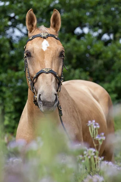 Portrét Nice Koně Pózuje Fialové Květy — Stock fotografie