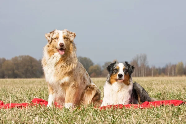 Retrato Dois Cães Pastores Australianos Agradáveis — Fotografia de Stock