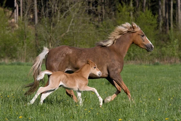 Pony Mare Avec Petit Poulain — Photo