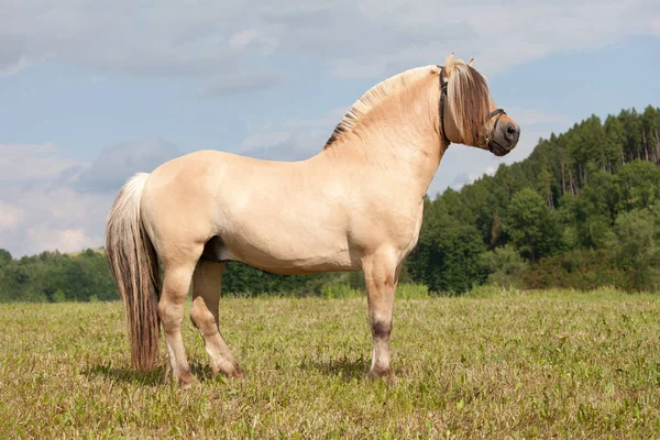 Schönes Weißes Pferd Läuft Auf Der Wiese — Stockfoto