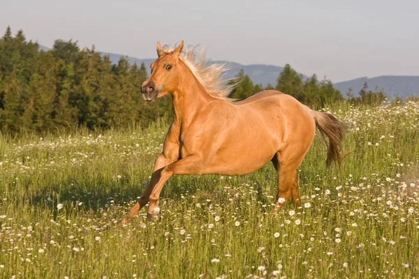 Palomino Ładny Koń Działa Zewnątrz Natura — Zdjęcie stockowe