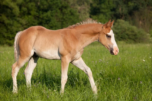 Portrait Beau Cheval Quartier Américain — Photo