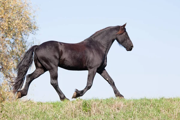 Nice Friesian Horse Running Meadow — Stock Photo, Image