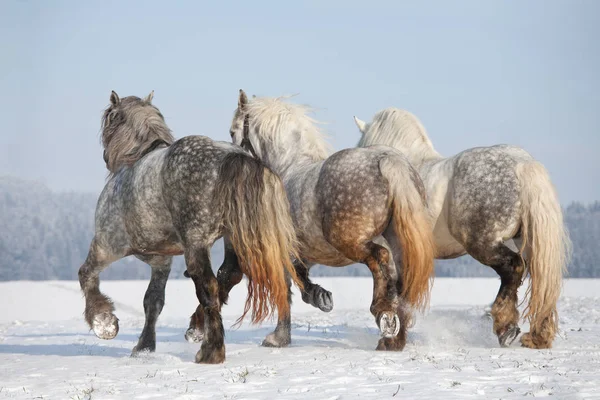 Three Big Imposing Horses Running — Stock Photo, Image