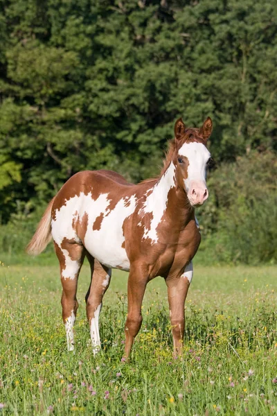 Porträt Eines Schönen Appaloosa Fohlens — Stockfoto