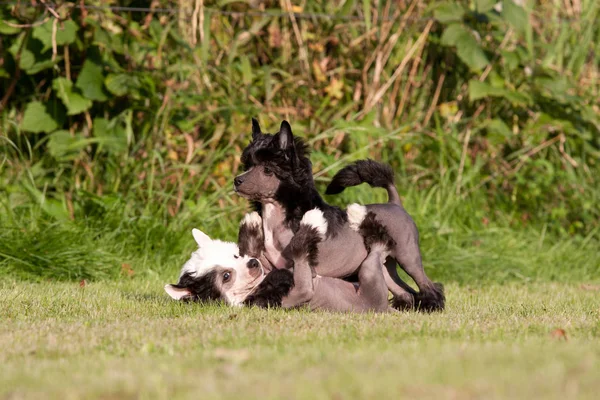Due Giovani Cani Cinesi Crestati Che Giocano Insieme — Foto Stock