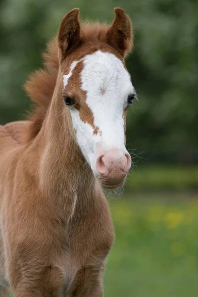 Portrait Nice Welsh Pony Foal — Stock Photo, Image