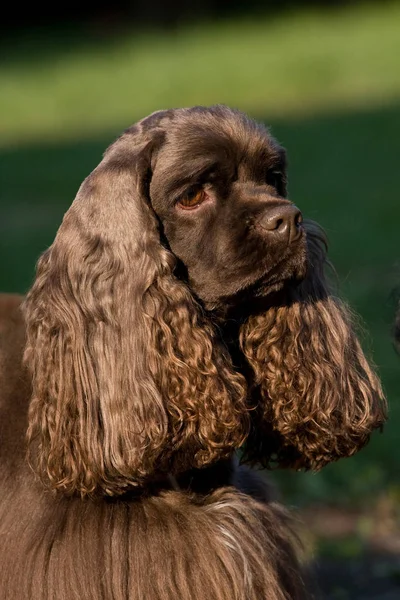 Cão Bonito Natureza Livre — Fotografia de Stock