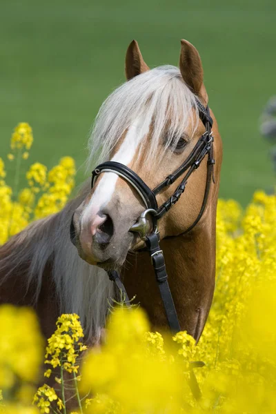 Retrato Cavalo Garanhão Campo Colza — Fotografia de Stock