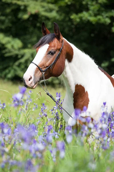 Retrato Cavalo Pintura Agradável Prado Florescente — Fotografia de Stock