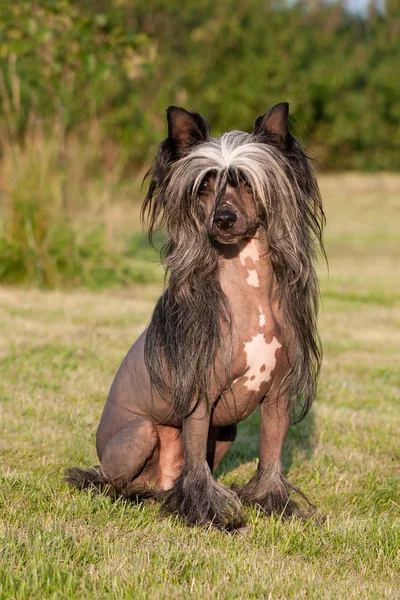 Porträtt Fina Kinesiska Nakenhund Hund — Stockfoto