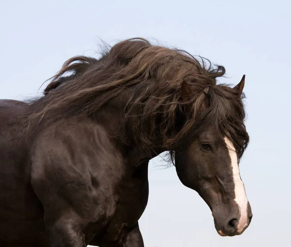 Портрет Бегущей Большой Красивой Лошади — стоковое фото