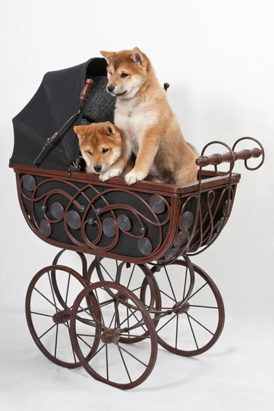 Bel Cucciolo Shiba Inu — Foto Stock