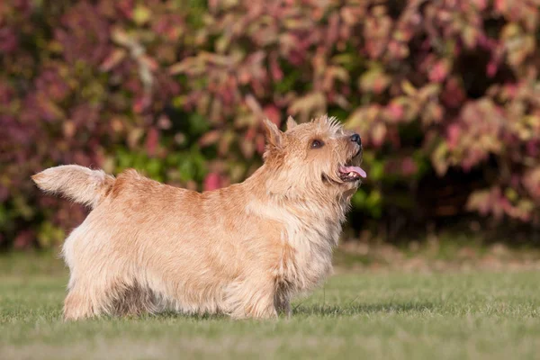 Porträtt Fin Norwichterrier — Stockfoto