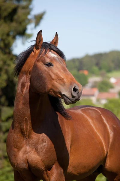 Porträtt Trevlig Kvartalet Häst — Stockfoto