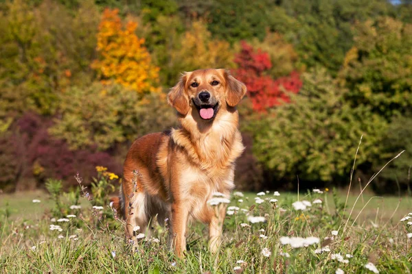 Портрет Милой Собаки Скрещивателя — стоковое фото