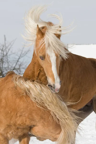 Two Stallions Fight — Stock Photo, Image