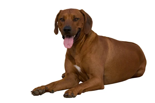 Ritratto Ridgeback Rodesiano Sfondo Bianco — Foto Stock