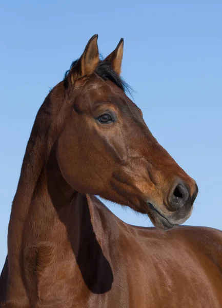 Portrait Joli Cheval Brun Sur Fond Bleu — Photo