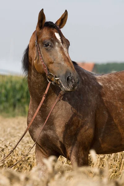 素敵なアパルーサ馬の肖像 — ストック写真