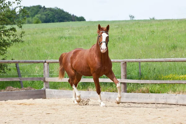Portret Van Mooi Lopende Warmbloedige Paard — Stockfoto