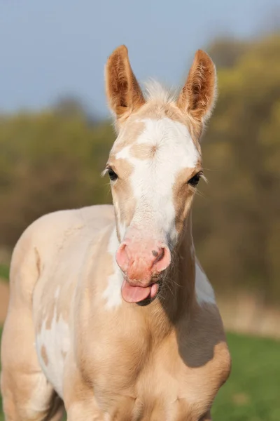 Portret Van Mooie Verf Paard — Stockfoto