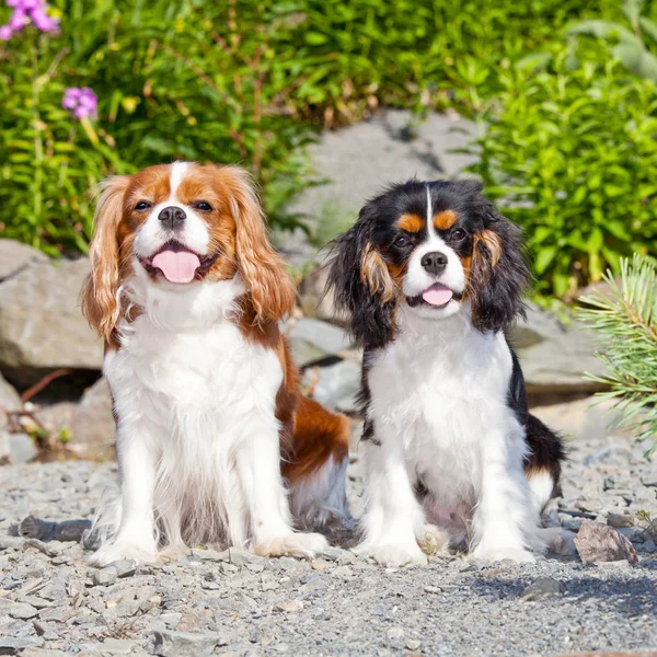 Retrato Adorável Cavaleiro Rei Charles Spaniel — Fotografia de Stock