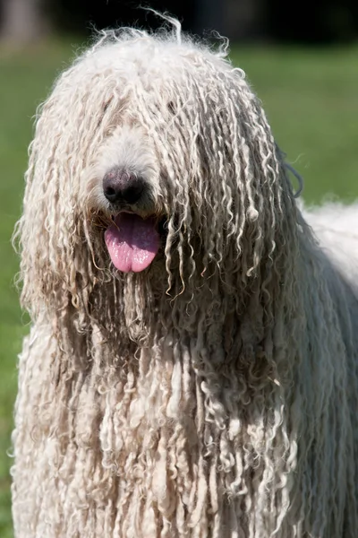 Komondor Ungerska Sheepdog Poserar Parken — Stockfoto