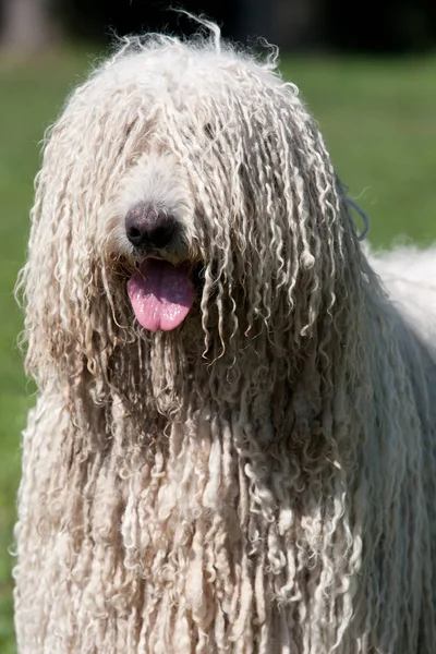 Parkta poz Komondor (Macar çoban köpeği)