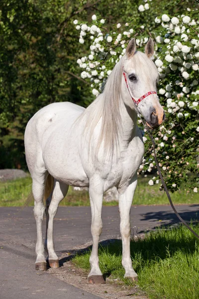 Portret Van Mooie Arabische Paard — Stockfoto