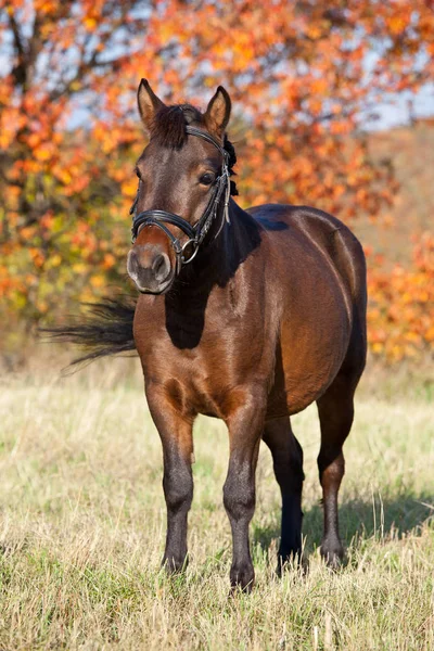 Portrait Nice Shetland Pony — Stock fotografie